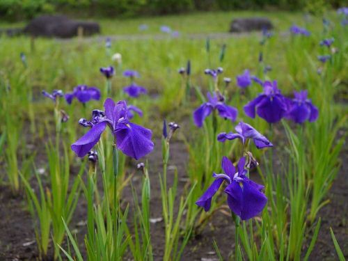カキツバタ 杜若 燕子花 の花言葉 種類や花の季節 文化からの由来は Greensnap グリーンスナップ