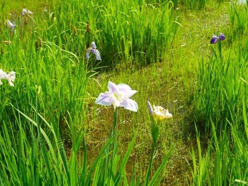 カキツバタ 杜若 燕子花 の花言葉 種類や花の季節 文化からの由来は Greensnap グリーンスナップ