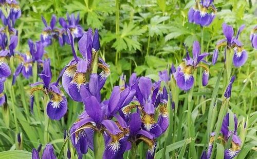 カキツバタ 杜若 燕子花 の花言葉 種類や花の季節 文化からの由来は Greensnap グリーンスナップ