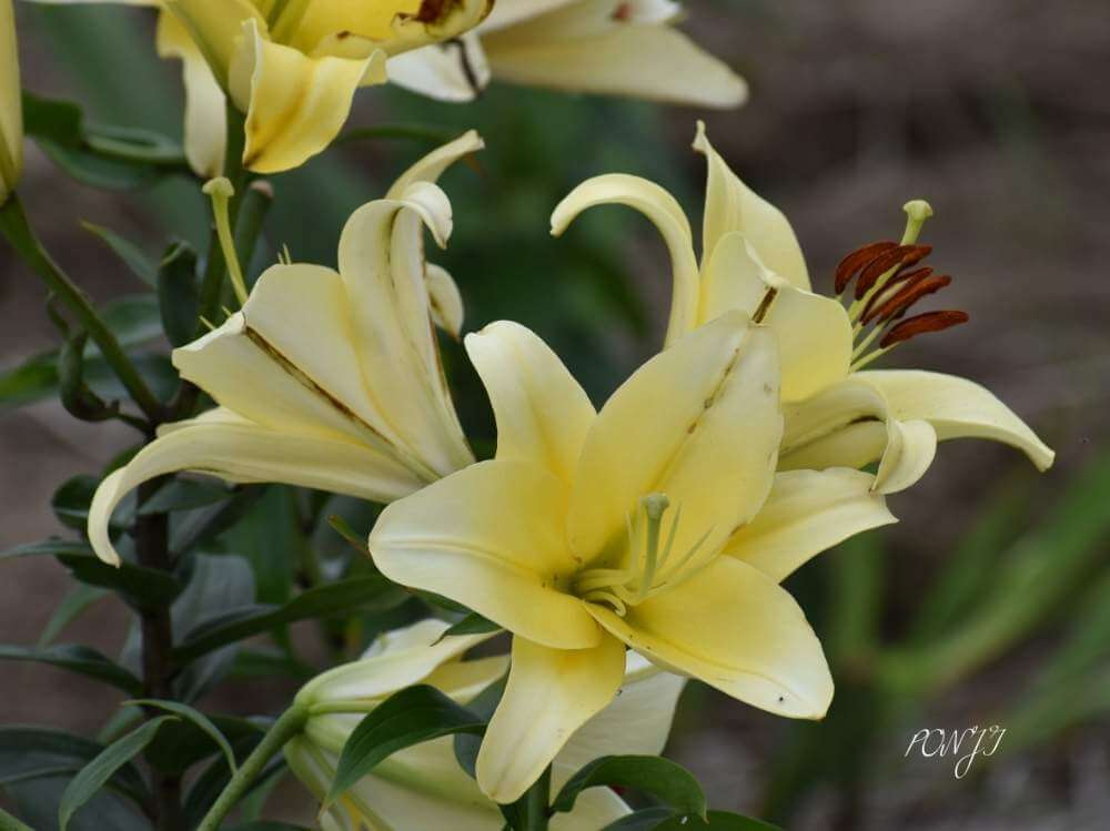 テッポウユリの花言葉 種類や 花の特徴は Greensnap グリーンスナップ