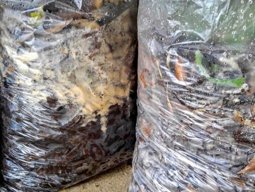 米ぬかの使い方 どんな成分や効果がある 肥料や土壌再生にも使える Greensnap グリーンスナップ