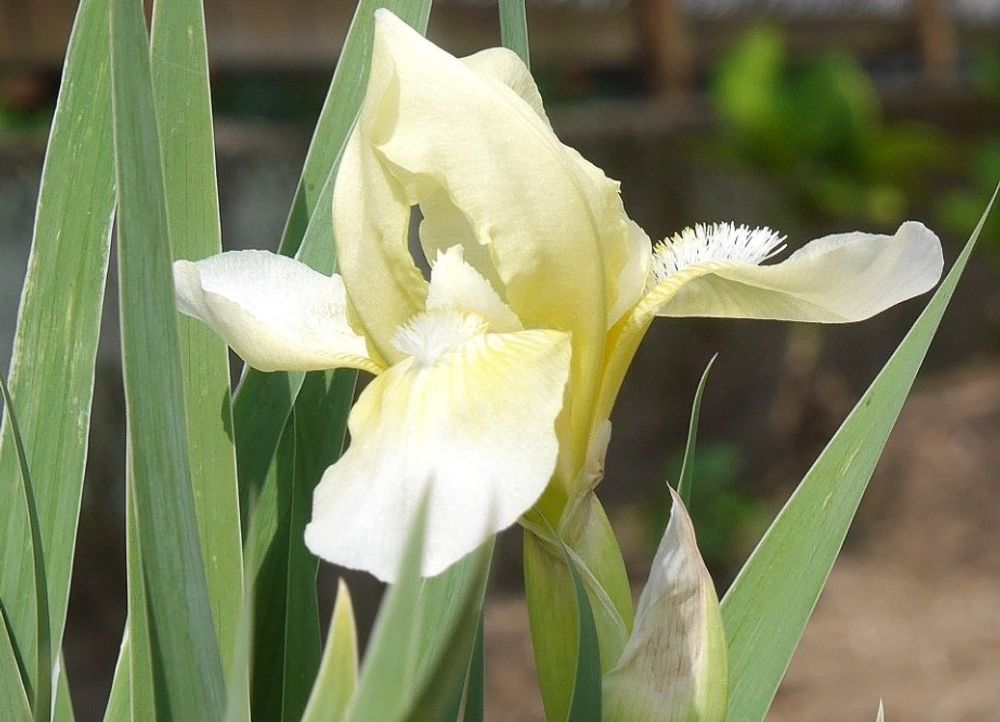 アヤメ　菖蒲　白