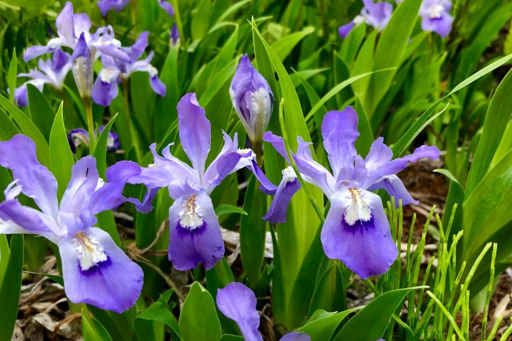 アヤメ 菖蒲 あやめ の花言葉 色別の意味は 種類 品種などもご紹介 Greensnap グリーンスナップ