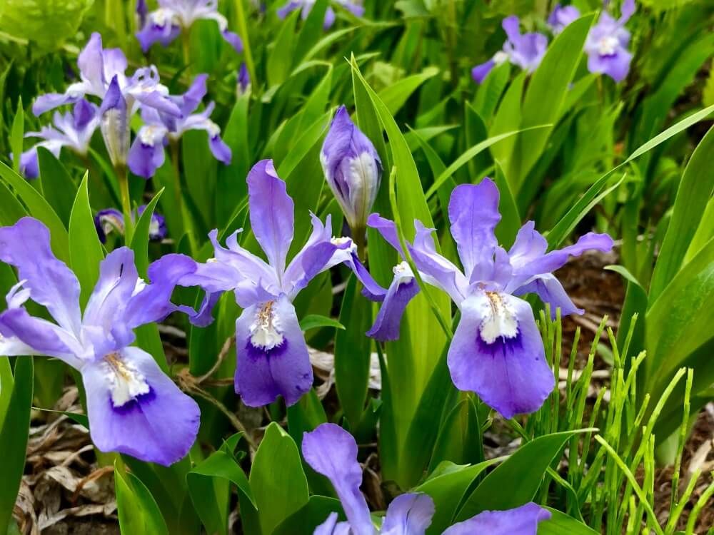 チャボアヤメ　菖蒲