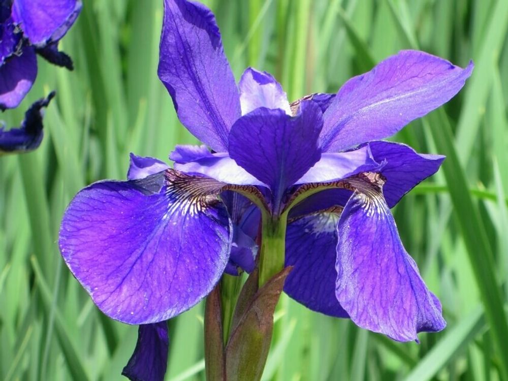 サキガケアヤメ　菖蒲