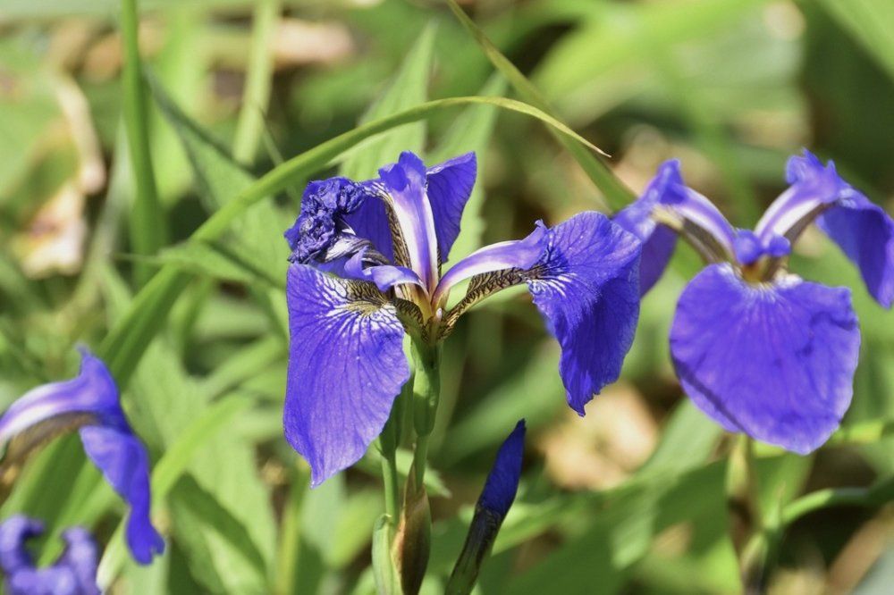 ヒオウギアヤメ　菖蒲