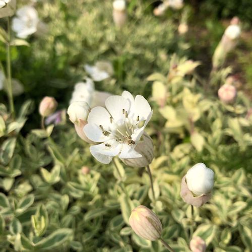 シレネの花言葉 種類や由来 花の特徴は Greensnap グリーンスナップ