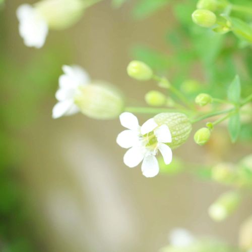 シレネの花言葉 種類や由来 花の特徴は Greensnap グリーンスナップ