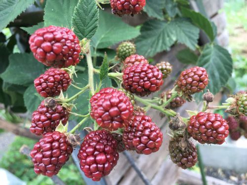 家庭菜園で育てたい果物10選 室内で育てられる 簡単なのは Greensnap グリーンスナップ 家庭菜園で育てたい果物10選 室内で育てられる 簡単なのは Greensnap グリーンスナップ