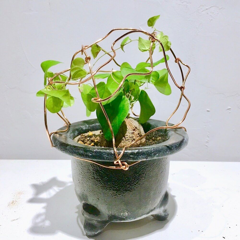 鉢カバー　真鍮　観葉植物