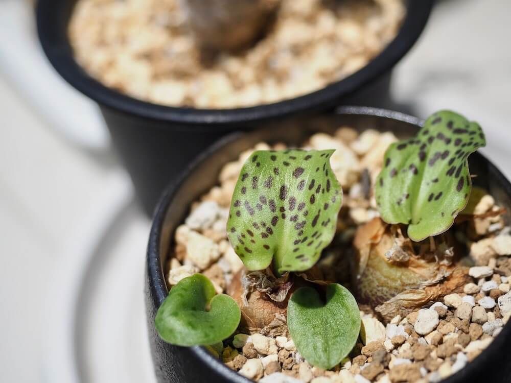 ドリミオプシス マクラータ　珍奇植物