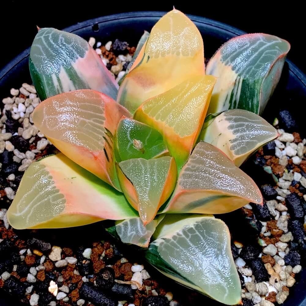 ハオルチア　クラシコ　多肉植物