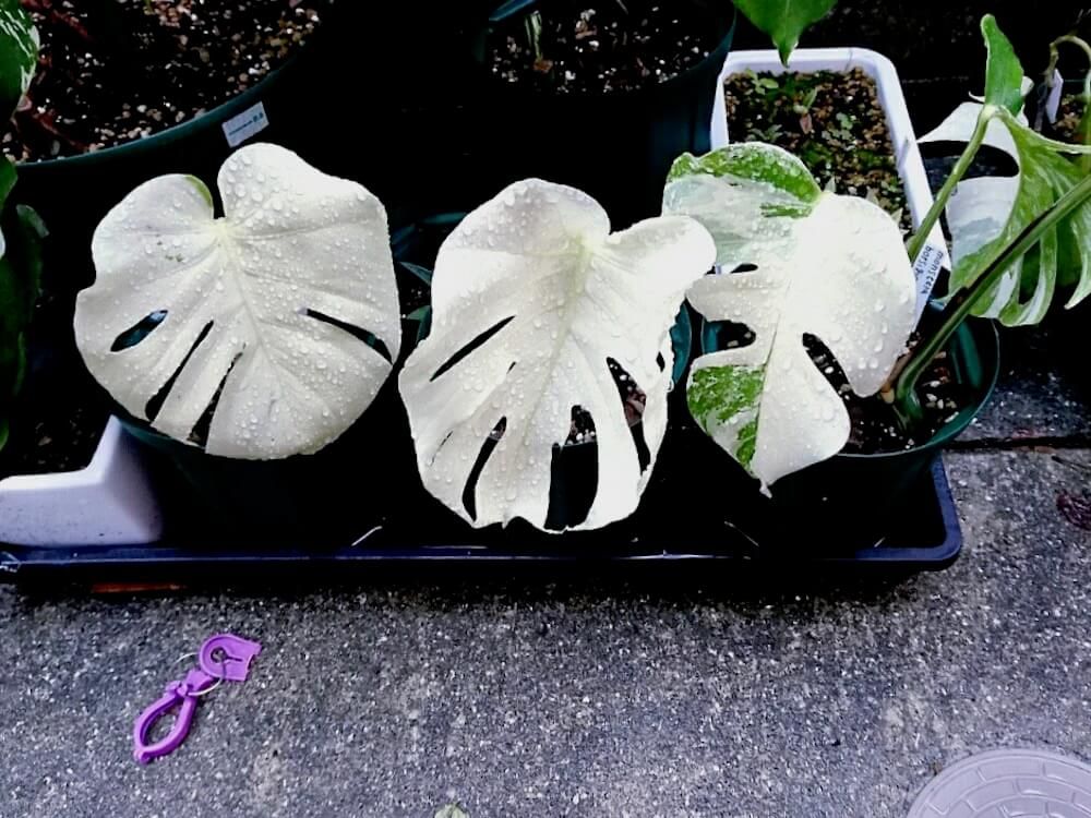 モンステラ　ホワイト　珍奇植物