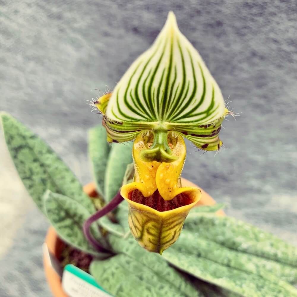 パフィオペディラム　珍奇植物　食虫植物