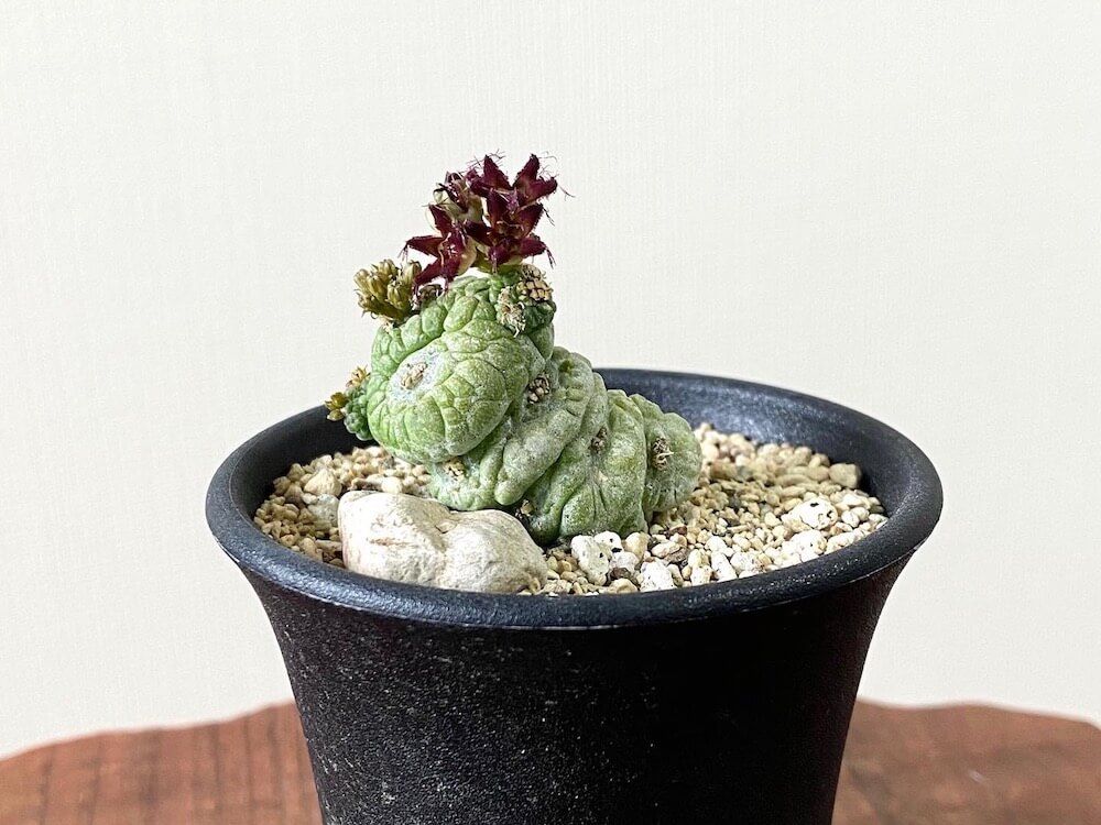 プセウドリトス　珍奇植物　多肉植物