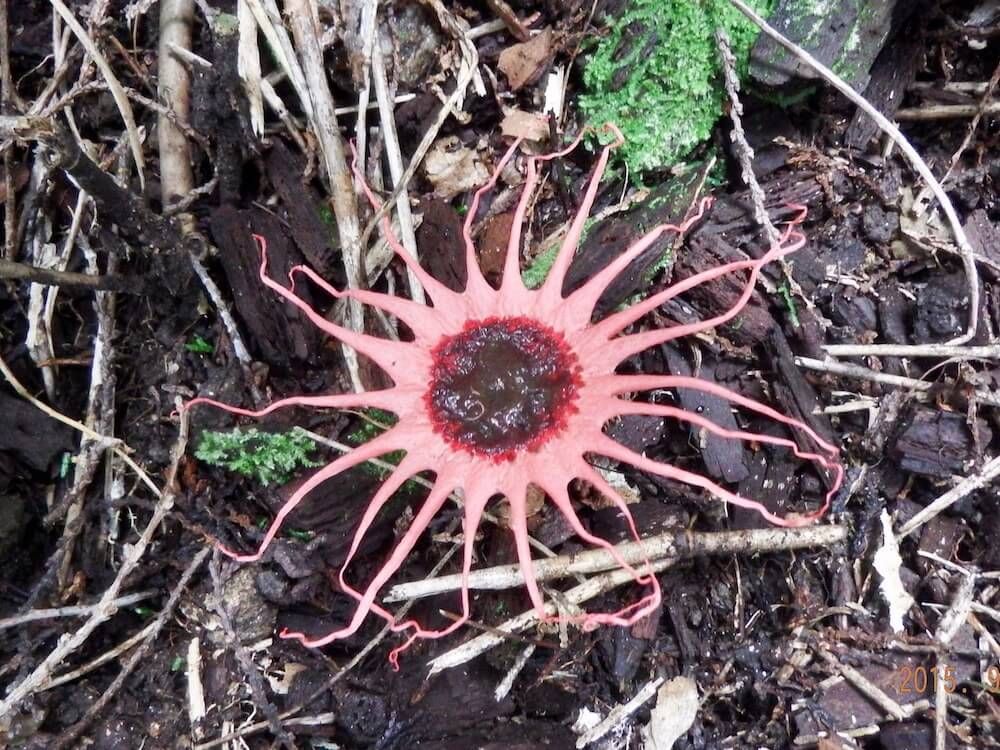 アカイカタケ　きのこ