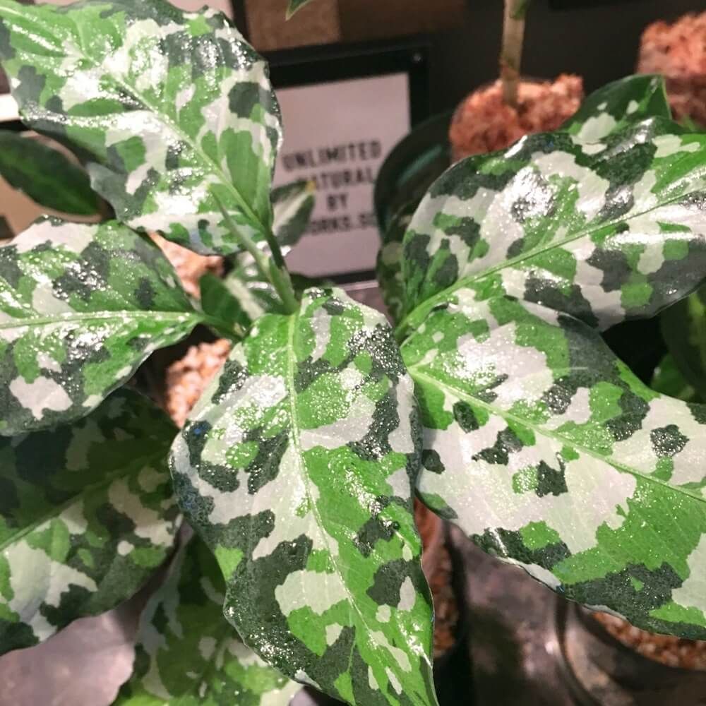 アグラオネマ　珍奇植物