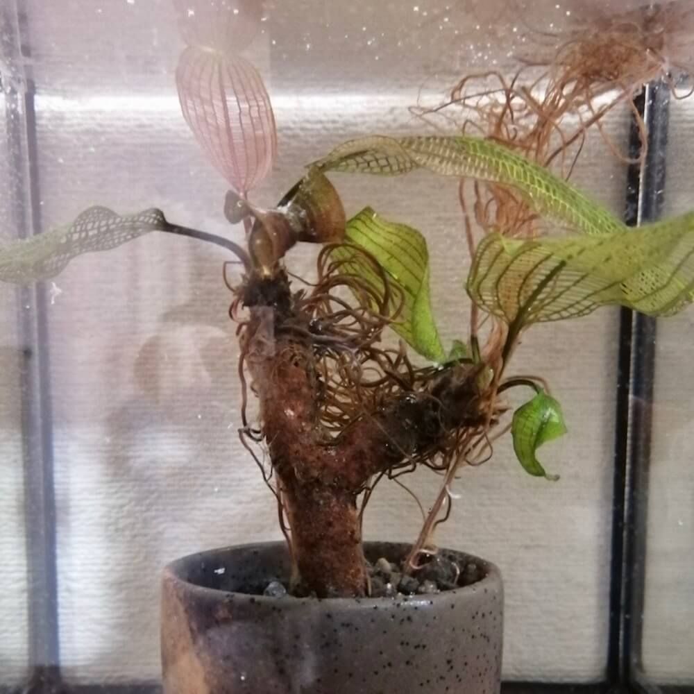 レースプランツ　水草　盆栽　珍奇植物