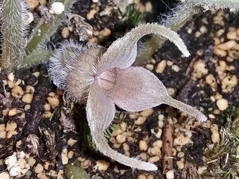 オナガサイシン