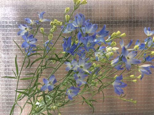 デルフィニウムの花言葉 種類や花の特徴 花束にもおすすめ Greensnap グリーンスナップ デルフィニウムの花言葉 種類や花の特徴 花束にもおすすめ Greensnap グリーンスナップ