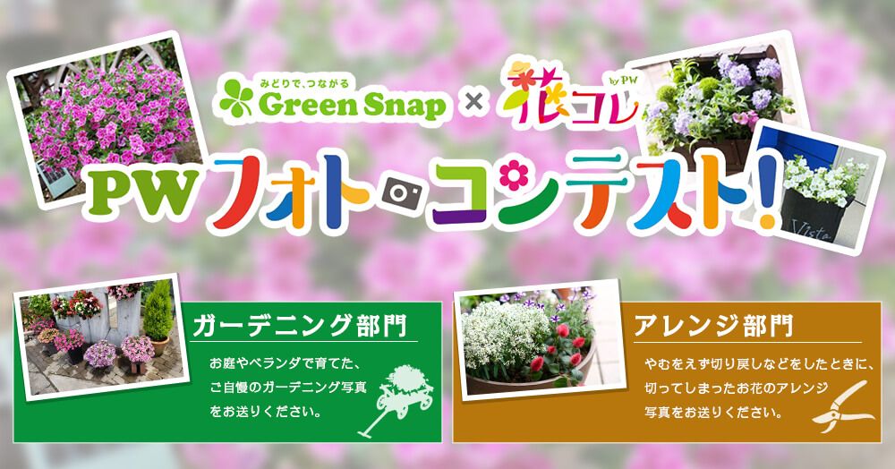 フォトコンテスト