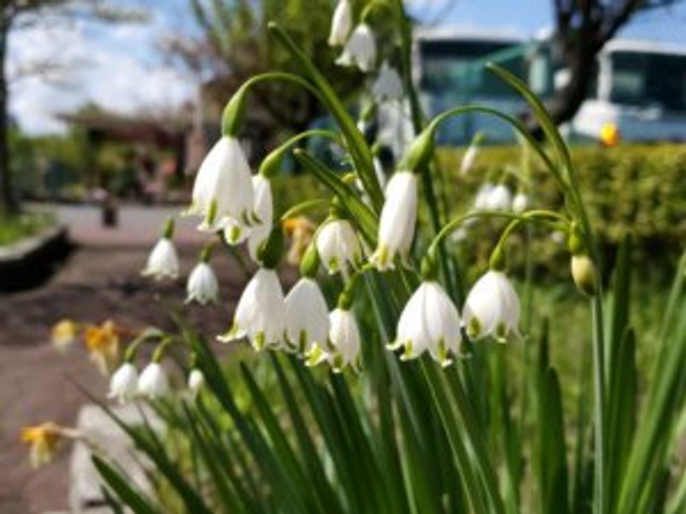 スノーフレーク