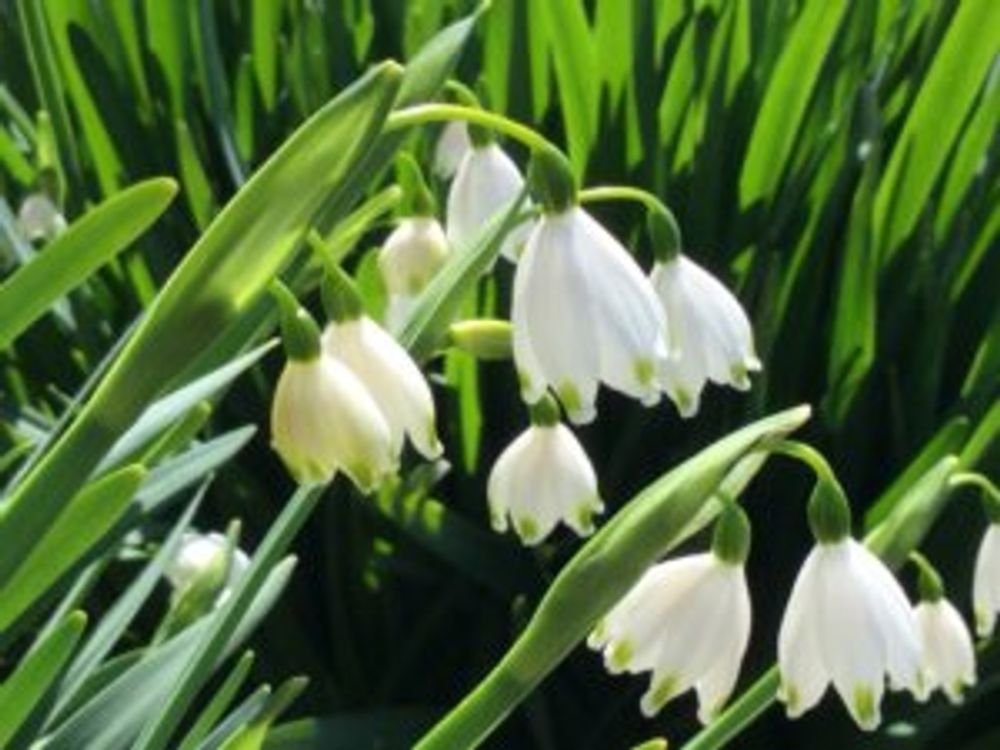 スノーフレーク