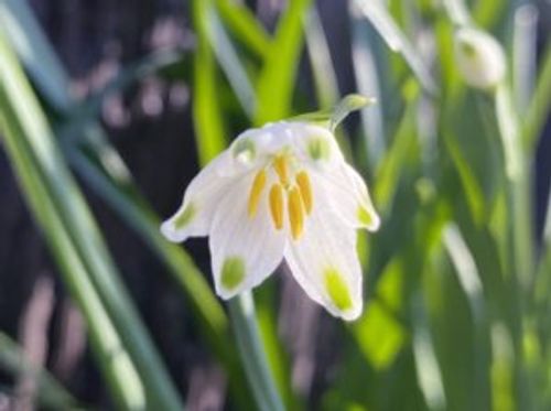 スノーフレーク 鈴蘭水仙 の花言葉 怖い意味がある 由来や種類 花の特徴は Greensnap グリーンスナップ