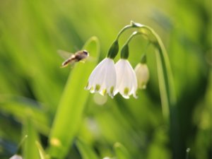 スノーフレーク 鈴蘭水仙 の花言葉 怖い意味がある 由来や種類 花の特徴は Greensnap グリーンスナップ