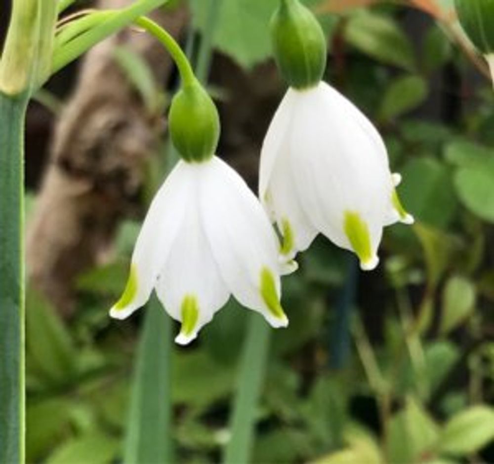 スノーフレーク