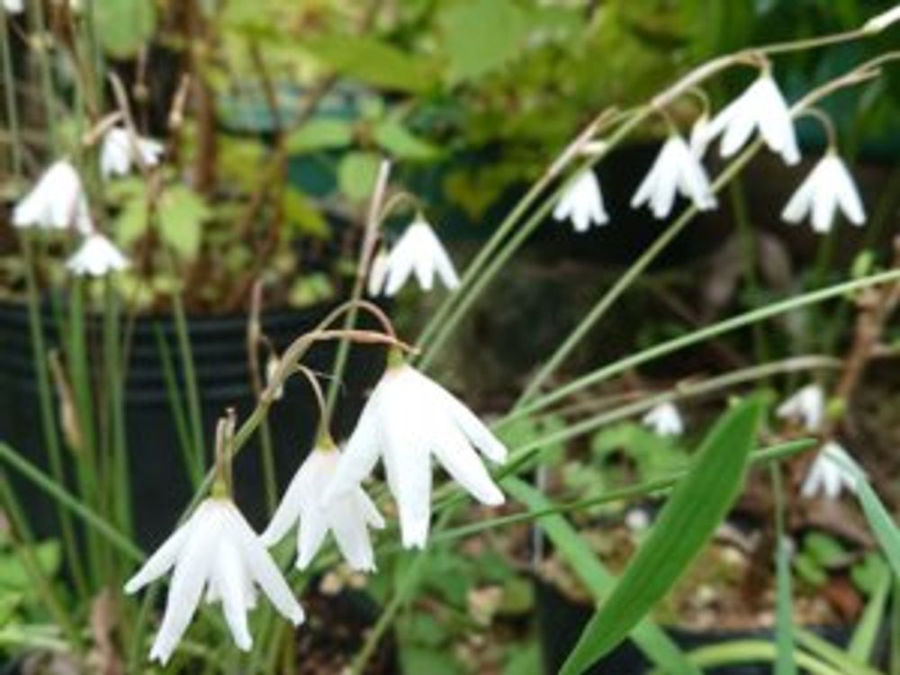 秋咲きスノーフレーク