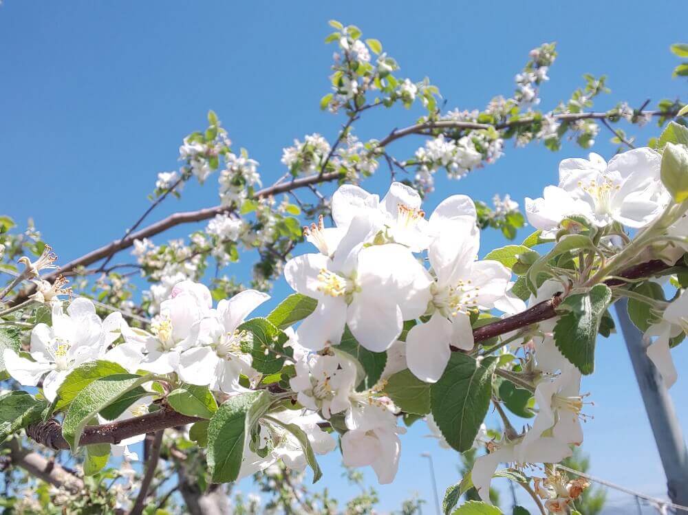 リンゴの花言葉 花や実の特徴 品種は Greensnap グリーンスナップ