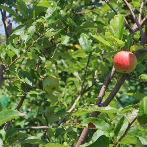 リンゴの花言葉 花や実の特徴 品種は Greensnap グリーンスナップ