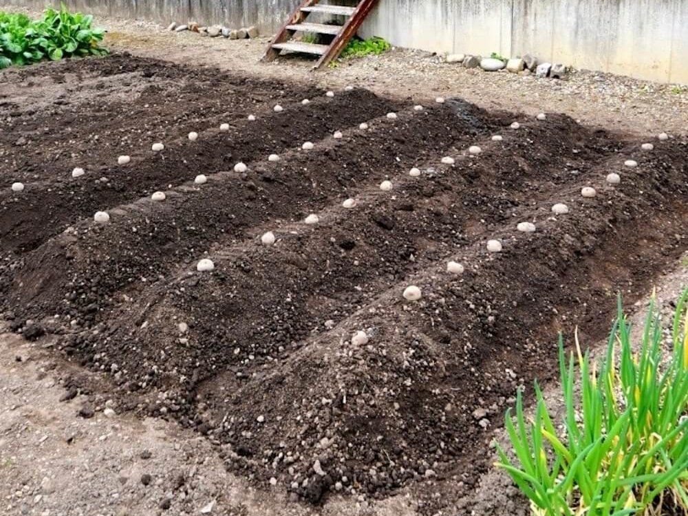 畑　じゃがいも