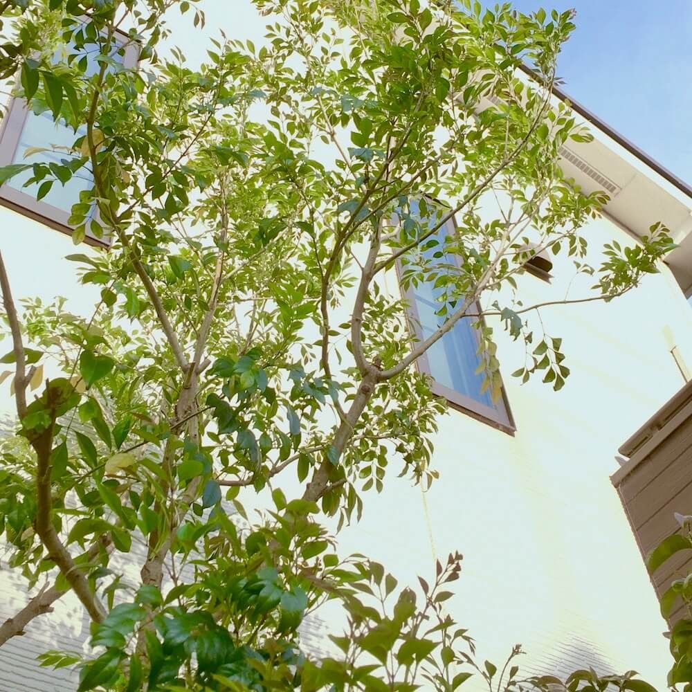 シンボルツリー　庭木