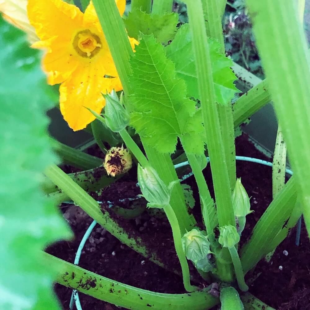 土寄せ　台風対策