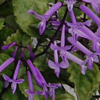 プレクトランサスの花言葉｜種類や特徴、カラーリーフで人気？の画像