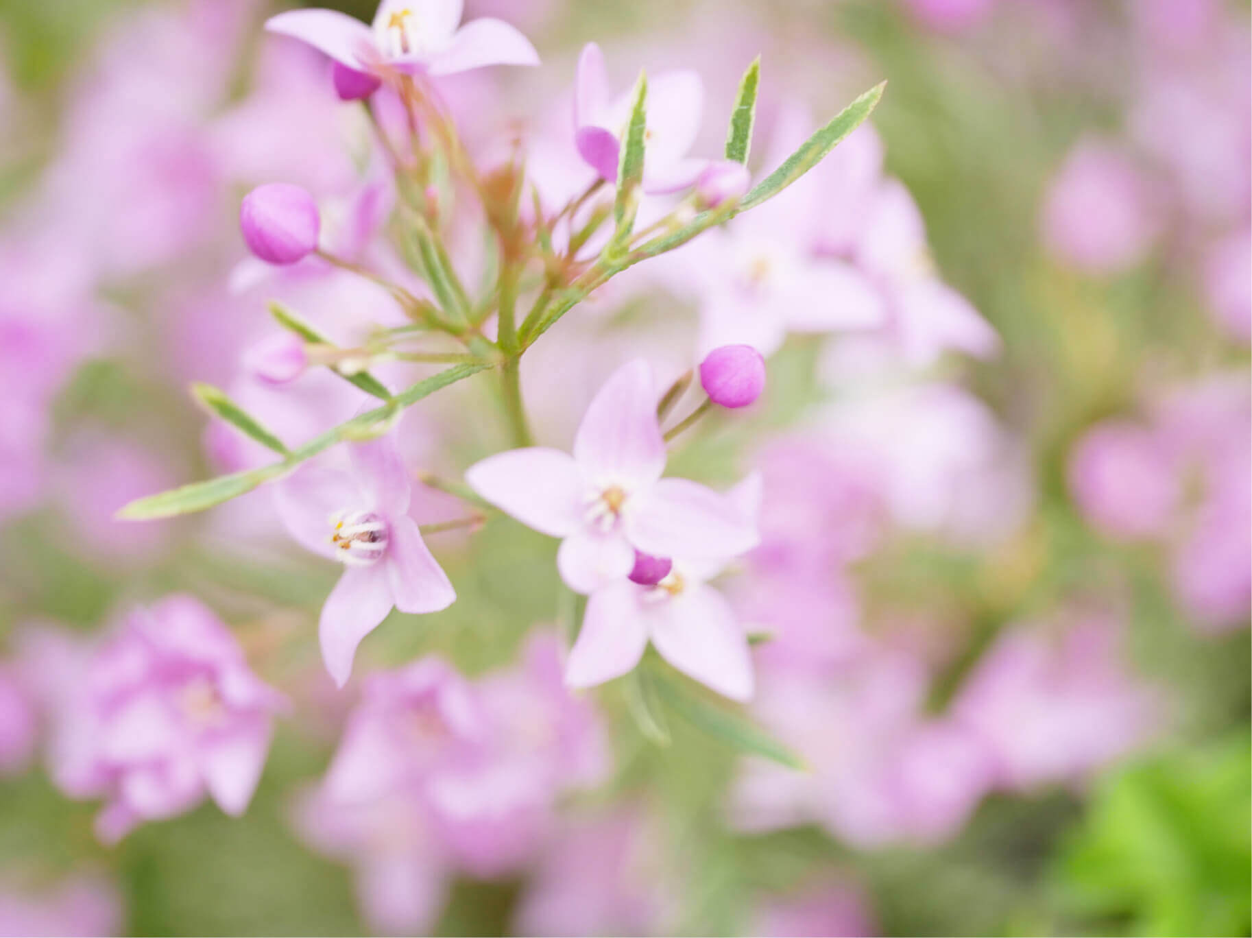 ボロニアの花言葉 種類や特徴 香りを楽しむ Greensnap グリーンスナップ
