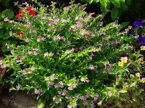 クフェアの花言葉 種類や花の特徴 生垣におすすめ Greensnap グリーンスナップ