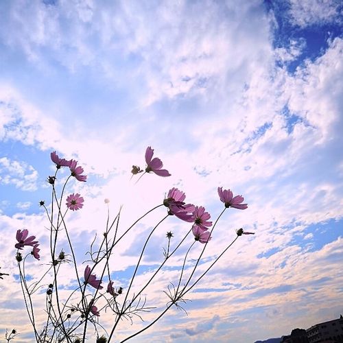 台風後が大事 塩害で枯れる前にすべき7つのお庭アフターケア方法 Greensnap グリーンスナップ