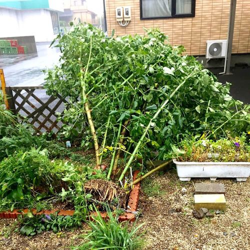 台風後が大事 塩害で枯れる前にすべき7つのお庭アフターケア方法 Greensnap グリーンスナップ