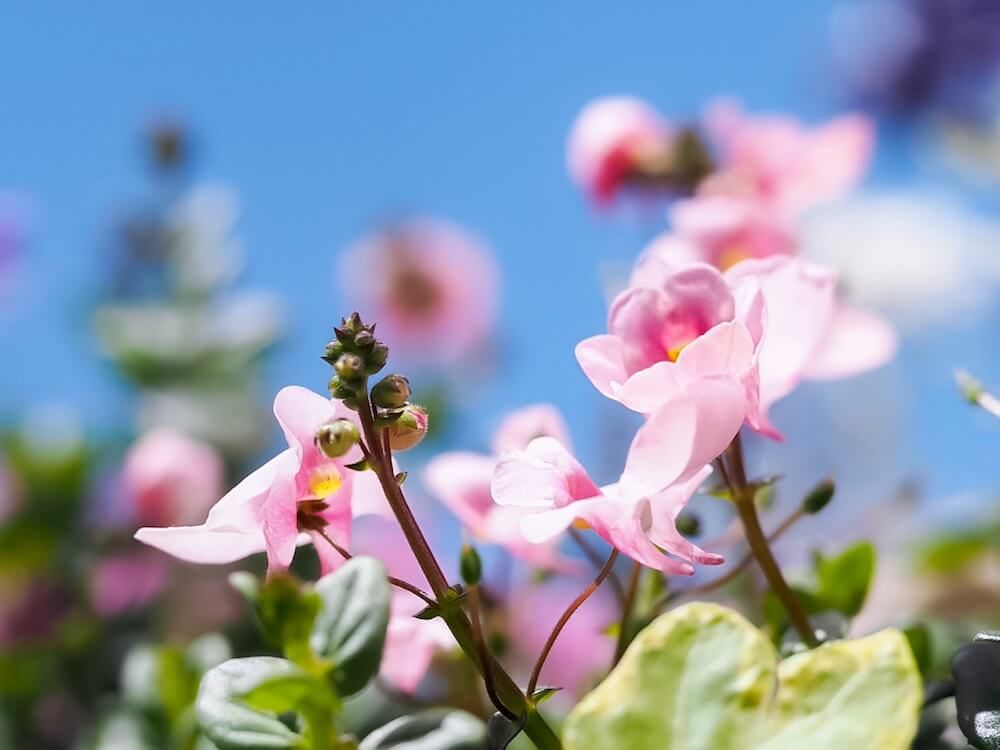 ベゴニア　ピンク色の花　青空