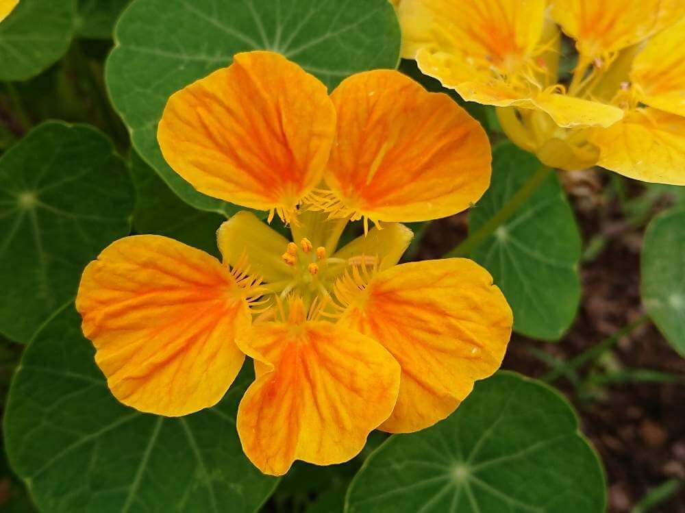 キンレンカ　ナスタチウム　オレンジ色の花