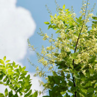 エンジュ(槐)の花言葉｜由来や特徴、種類もある？の画像