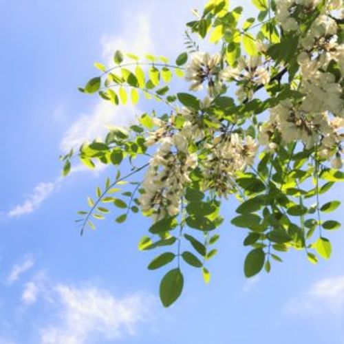 エンジュ 槐 の花言葉 由来や特徴 種類もある Greensnap グリーンスナップ