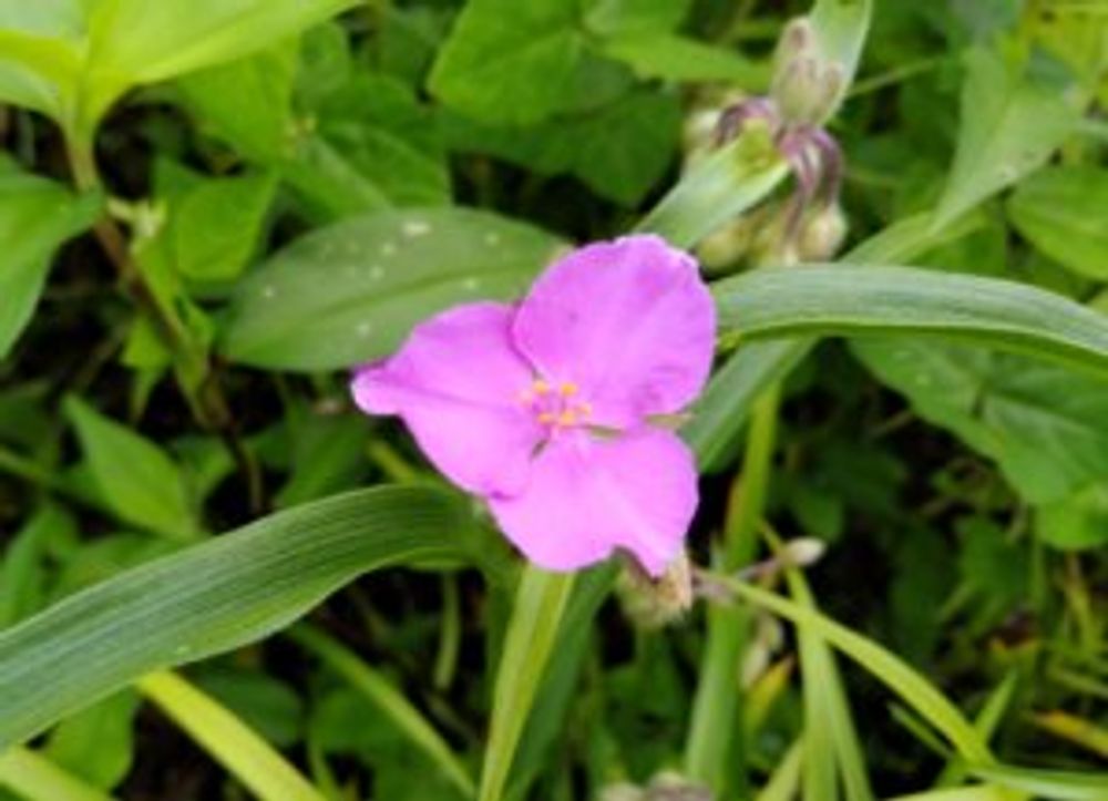 ムラサキツユクサ