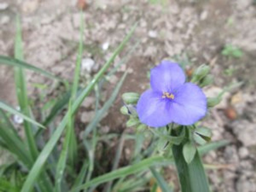 ムラサキツユクサ