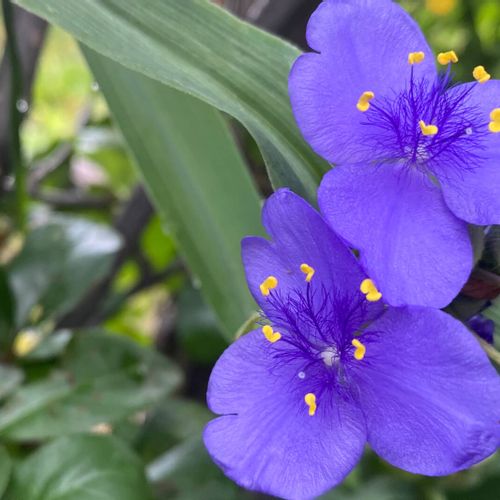 ムラサキツユクサの花言葉 種類や品種 花の特徴は Greensnap グリーンスナップ