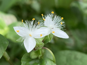 ムラサキツユクサの花言葉 種類や品種 花の特徴は Greensnap グリーンスナップ