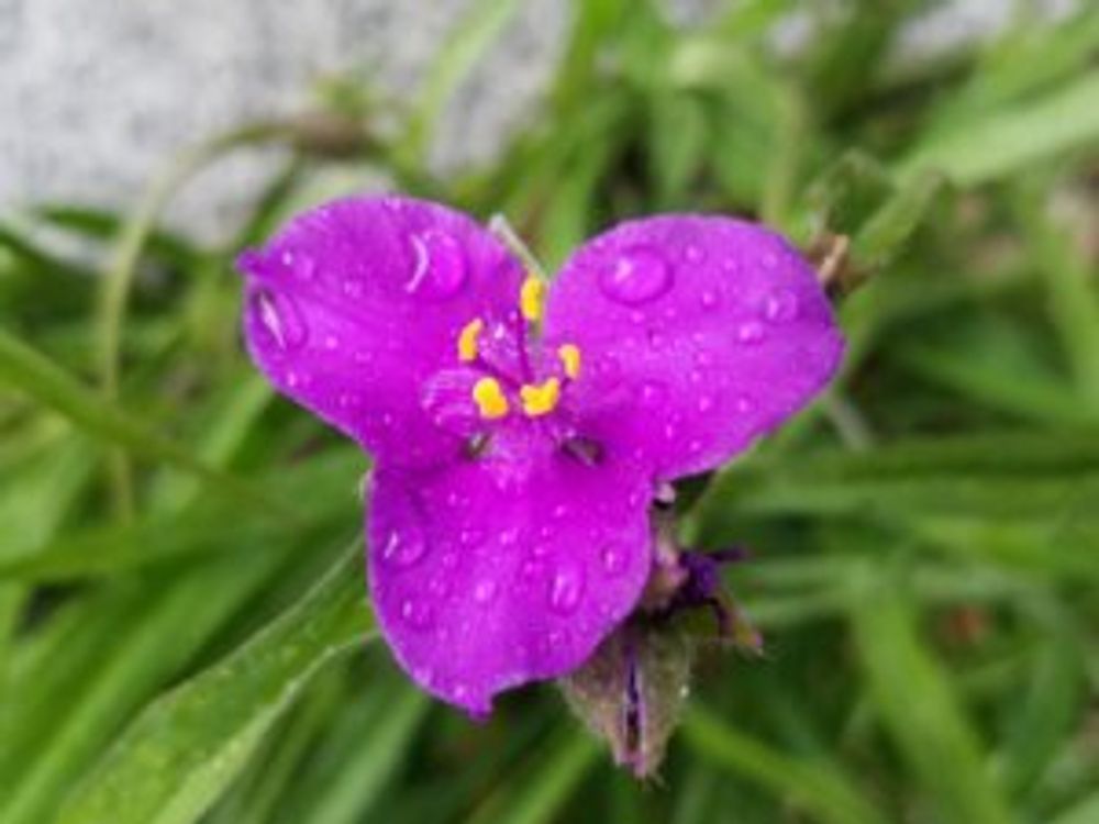 オオムラサキツユクサ